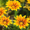 Short and precise knowledge of gazania and petunia/care/tips/growing/colours of petunia/sunlight. Https Encrypted Tbn0 Gstatic Com Images Q Tbn And9gcseee3kqtpxxpxqhqopj9p Vzgp7bxrbl8wilzjqo57hgqapn3m Usqp Cau