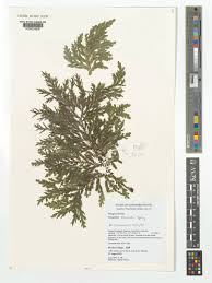 Image result for Selaginella versicolor