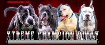 .puppies for sale georgia xl xxl blue pitbulls for sale pitbulls puppies blue pits huge gigantic largest biggest baddest ukc purple ribbon huge head muglestons blood boogie monster follow us on instagram instagram.com/crumpsbullies we specialize in extreme, xl, and xxl bully pitbulls. Blue Xl Puppies For Sale In Florida Georgia