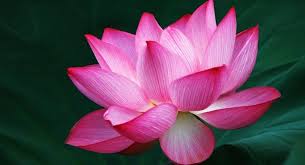 What Does The Lotus Flower Symbolize Lotus Flower Pictures Lotus Flower Images Lotus Flower Meaning