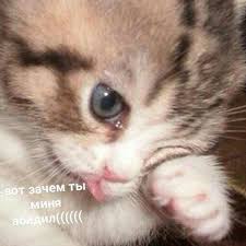 pin by lol what on memes cute animal memes cute cat memes cute baby cats