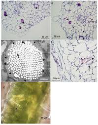 Image result for Cyphostemma saxicola