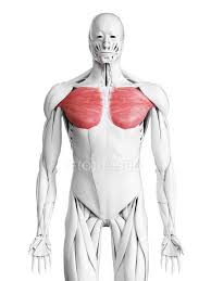 Abdominal head of pectoralis major muscle. Pectoralis Major Stock Photos Royalty Free Images Focused