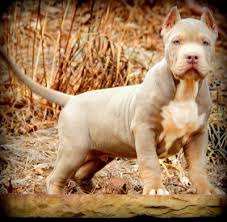 Puppies are vaccinated and checked by certified vetenarians. Xxl Biggest Best Extreme Pitbulls American Bully Breeder Kennel Tri Puppies For Sale Massive American Bully