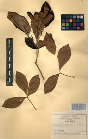 Image result for Allophylus africanus