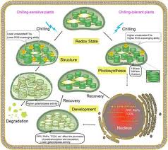 Maybe you would like to learn more about one of these? Frontiers Effects Of Chilling On The Structure Function And Development Of Chloroplasts Plant Science