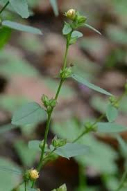 Image result for Sida spinosa