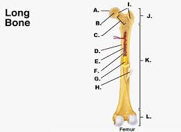 Label number 1 in the diagram indicates which part of the bone. Http Sites Isdschools Org Hselectives Biomed Useruploads Human Body Systems Monday 20may 2011 Cox 20hawley 20berlin Pltw 20hbs 20 Pdf