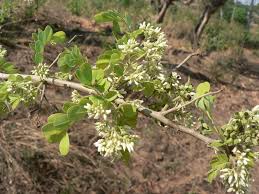 Image result for Dalbergia melanoxylon