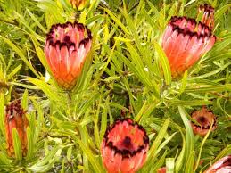 Proteus Australian Native Plant Australian Native Plants Backyard Flowers Native Plants