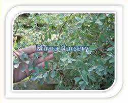 Image result for Atriplex halimus