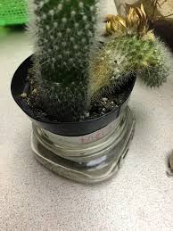 Cactus spines are nearly always thin, tubular and basically look like straight or curved needles and they all arise from one of these knobs. Can Anyone Help My Poor Cactus Deflated And Has Some Bald Spots And I Don T Know Why Cactus