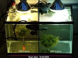 Melev S Reef Bulb Sump Tank Reef Tank