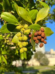 Image result for Conocarpus