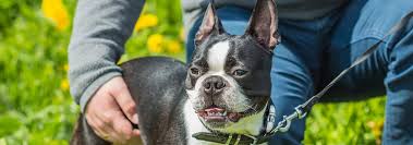 Boston Terrier Dog Breed Facts And Traits Hills Pet