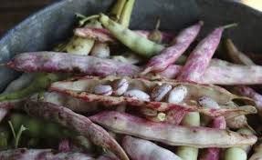 Check spelling or type a new query. Pinto Bean Information Tips On Growing Pinto Beans