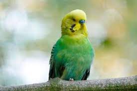Que Significado Tiene Sonar Con Un Pajaro Verde Sonar Con Pajaro