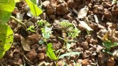 Image result for Euphorbia polycnemoides