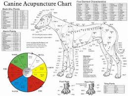 veterinary acupuncutre chart for dogs acupuncture