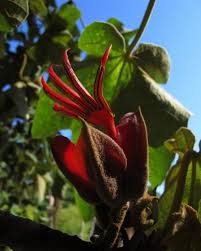 Check spelling or type a new query. 40 Of The Worlds Weirdest Flowers Flowers Across Melbourne