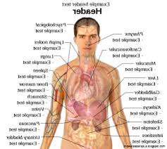We did not find results for: Male Human Body Organs Diagram Human Body Organs Body Organs Diagram Human Body Organs Anatomy