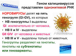 Норовирусная инфекция, эпидемиология, патогенез, клиническое течение, профилактика. Norovirusnaya Infekciya Norfolk Virus Online Presentation