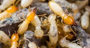 Termites what do they look like. Termite Monitoring And Eradication Programme Bre Group