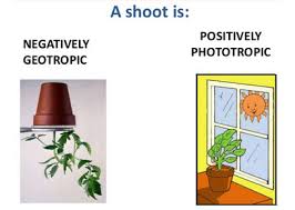 They detect the direction of light by transforming the light signal into a chemical signal. Tropism In Plants Biology Notes For Igcse 2014