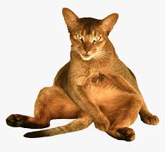 Funny Cat Png Free Cat Transparent Background Png Download Transparent Png Image Pngitem