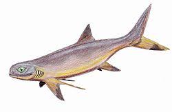 Fossils have been found in europe and north america. Stethacanthus Wikipedia