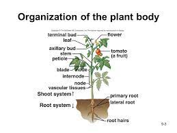 Maybe you would like to learn more about one of these? Chapter 9 Plant Organization Ppt Download