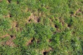 Chipmunk Holes Holes In The Ground Made By A Chipmunk Aff Holes Chipmunk Holes Chipmunk Ground Ad Chipmunk Holes Chipmunks Stock Images