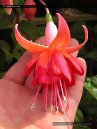 Risultati immagini per Naturaleza perfecta. Fuchsia.