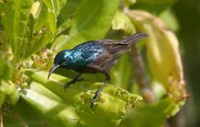 Brown Bird With White Stripes On Wings And Tail Pin On Sunbirds Nectariniidae Etc