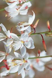 Stratosphere White Butterfly Flower Gaura Lindheimeri Butterfly Flowers Small Flower Gardens Beautiful Flowers Photos