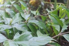 Image result for Rothmannia urcelliformis