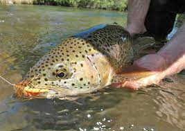Hat Creek Northern California Guide Service