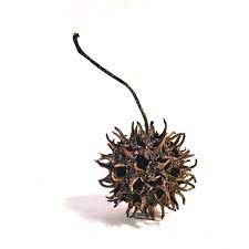 This means that only one tree is needed for the flowers to be pollinated, and a single tree can produce the spiky fruits even when another sweet gum tree is not in sight. Sweet Gum Tree Balls From The Sweet Gum Tree Which Grow All Over The Region These Are The Seed Pods Sweet Gum Seed Pods Seeds