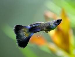 Guppy Compatibility Chart Freshwater Fish Compatibility