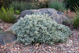 Image result for Lythrum rotundifolium