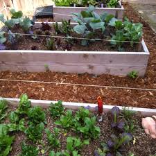 Our Backyard Veggie Garden Veggie Garden Back Gardens Garden Design