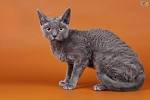 SilverCharm - Selkirk Rex