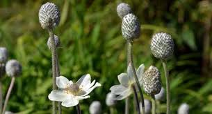 Er bietet eine phantastische übersicht über den pflanzen­reichtum der welt. Botanischer Garten Kiel