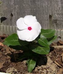 Maybe you would like to learn more about one of these? Vinca Flower Mike S Backyard Nursery