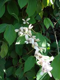 Image result for Congea