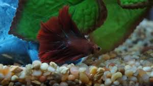 A betta fish may be resting on the bottom of its tank due to polluted aquarium water. Why Your Betta Fish Is Laying At The Bottom Of The Tank