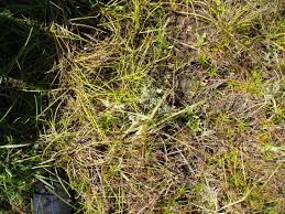 Image result for Vellereophyton dealbatum