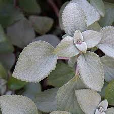 Its characteristic silver color is imparted by the tiny, starlike, densely matted hairs covering the entire plant. Silver Foliage Plants Grey Leaved Nurseries Online