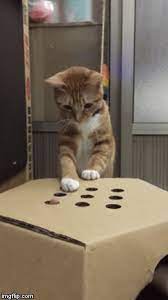 Cat Play Cute Baby Animals Cute Cats Cute Animals