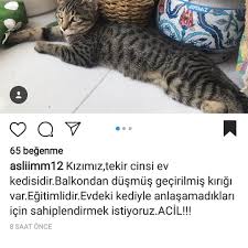 Tekir Kiz Yuva Ariyor Acil Kedi Kizlar